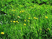 flower1.jpg