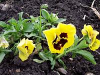 flower4.jpg
