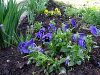 flower3.jpg