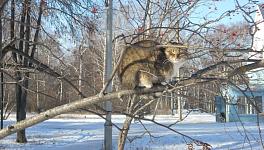 kiska.jpg