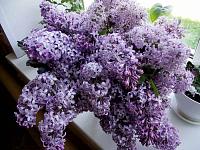 flower5.jpg
