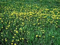 flower2.jpg