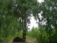 bereza_odinokaya.jpg