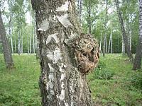 chaga.jpg